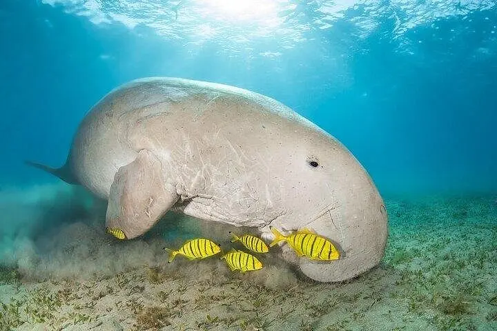 Snorkeling In Marsa Mubarak With Dugongs & Turtles - Marsa Alam (Port Ghalib)